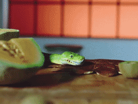 GIF by Vampire Weekend