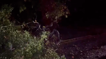 Downed Trees Block Road After Storms Tear Through Parts of Texas