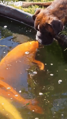 Bailey the Boxer Gives Koi Kisses