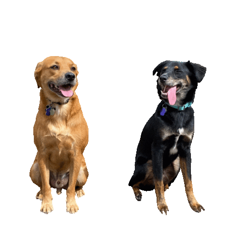 hsbroward dogs puppy puppies dog walk Sticker