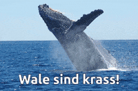 campact_ev girl vote europe voting GIF