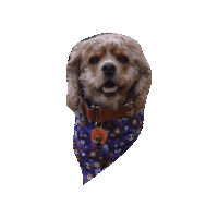Cocker Spaniel Pumpkin Dog Sticker by Geekster Pets