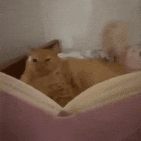Cat Eyes GIF