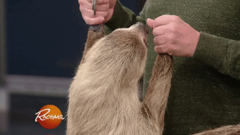 two toed sloth GIF by Rachael Ray Show