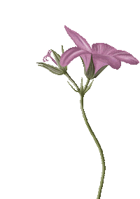Pink Flower Sticker