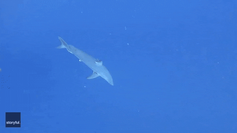 Mako Shark GIF by Storyful