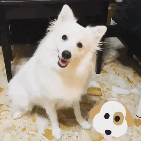 airdriedtreats  GIF