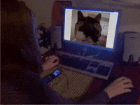 Cat Meme GIF
