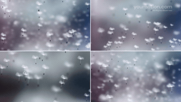 Realistic Flying Dandelions