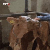 Very Good Love GIF by TRT