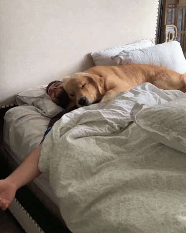 cuteanimalland giphyupload GIF