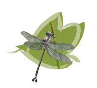 NSWDPIE animals australia our saving Sticker