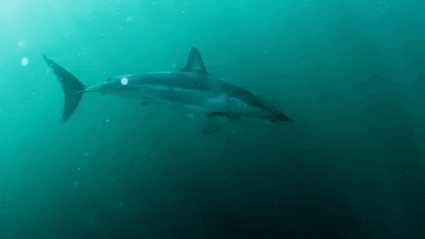 on my way hello GIF by Shark Week