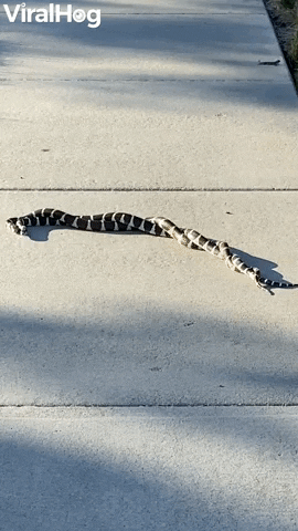 Tangled Snakes On Sidewalk GIF by ViralHog