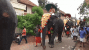 Video gif. A man rides an elephant along a crowded street when the elephant kicks out a back leg and pommels a man who walks too closely. 