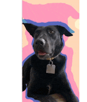 Tired Blacklab Sticker by Sniff San Francisco