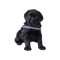 Puppy Blacklab Sticker by Freedom Service Dogs of America