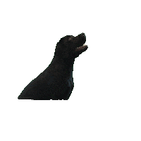 Dog Puppy Sticker by De Contentmaker