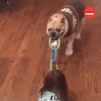 Dog GIF by BuzzFeed
