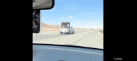 Horsing Around GIF