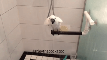 Cockatoo Starts Day With Refreshing Shower
