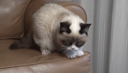 grumpy GIF