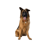 German Shepherd Cat Sticker by Animal Rehabilitation Center