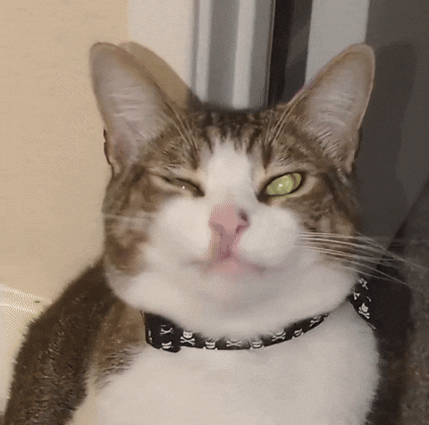 Sick Cat GIF