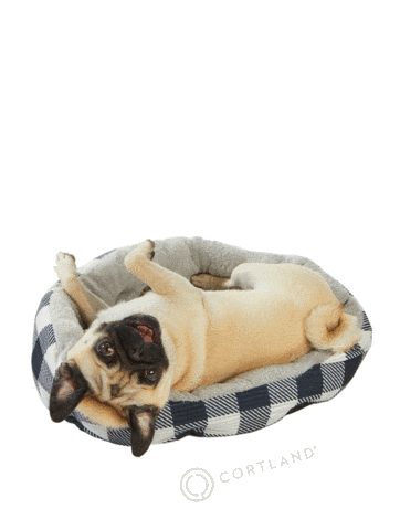 CortlandLiving giphyupload dog lazy pug Sticker