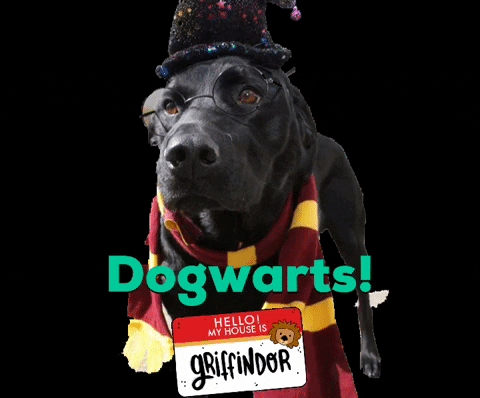 Harry Potter Dog GIF by Camp Tails