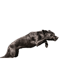 Retriever Birddog Sticker by Gundog App