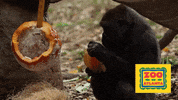 Trick Or Treat Halloween GIF by ZooATL