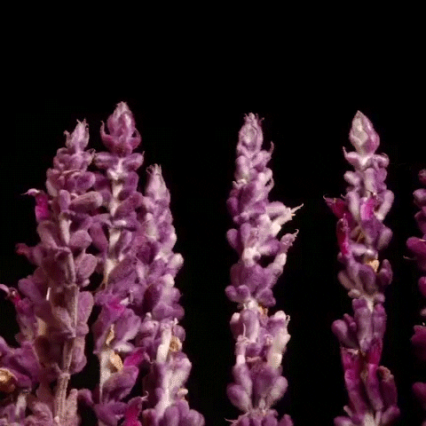 fall flowers GIF by Digg