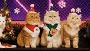 X-Mas Christmas GIF
