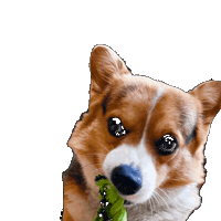Dog Corgi Sticker