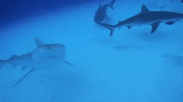 Tiger Shark GIF by Nat Geo Wild