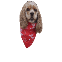 Harry Potter Sticker by Geekster Pets