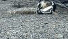 Wildlife gif. Two penguins are battling it out and one penguin has many scars and blood from previous battles. They peck at each other's beaks and fall onto the floor as they tussle.