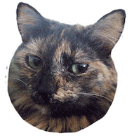 Cat Love Sticker