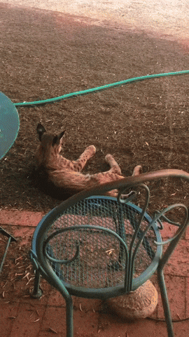 cuteanimalland giphyupload GIF