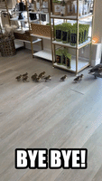 Duck Family Visits Boutique
