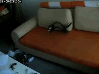 Ferrets Jumping GIF