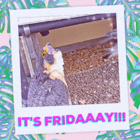Friday Bird GIF by College of Natural Sciences, UT Austin