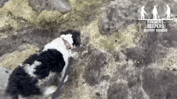 Happy Dog GIF by Finders Beepers History Seekers