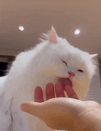 Cats Love GIF