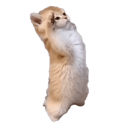 Salute Funny Cat Sticker