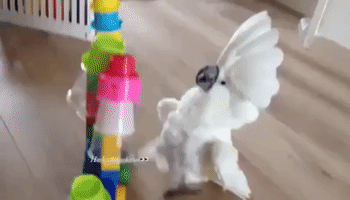 Cockatoo Shows Cups Who's Boss