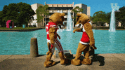 houstoncougars houston sasha gocoogs shasta GIF