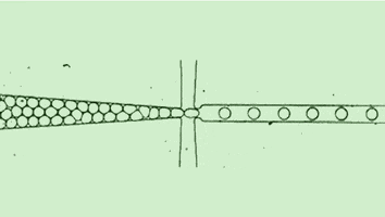 cells GIF by Harvard Medical School