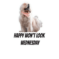 Wednesday Morning Dogs Sticker by Milagency